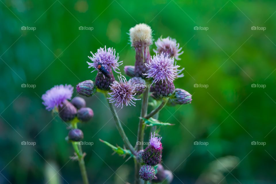 Wild Purple Flowers

Beautiful purple flowers grow by the riverside