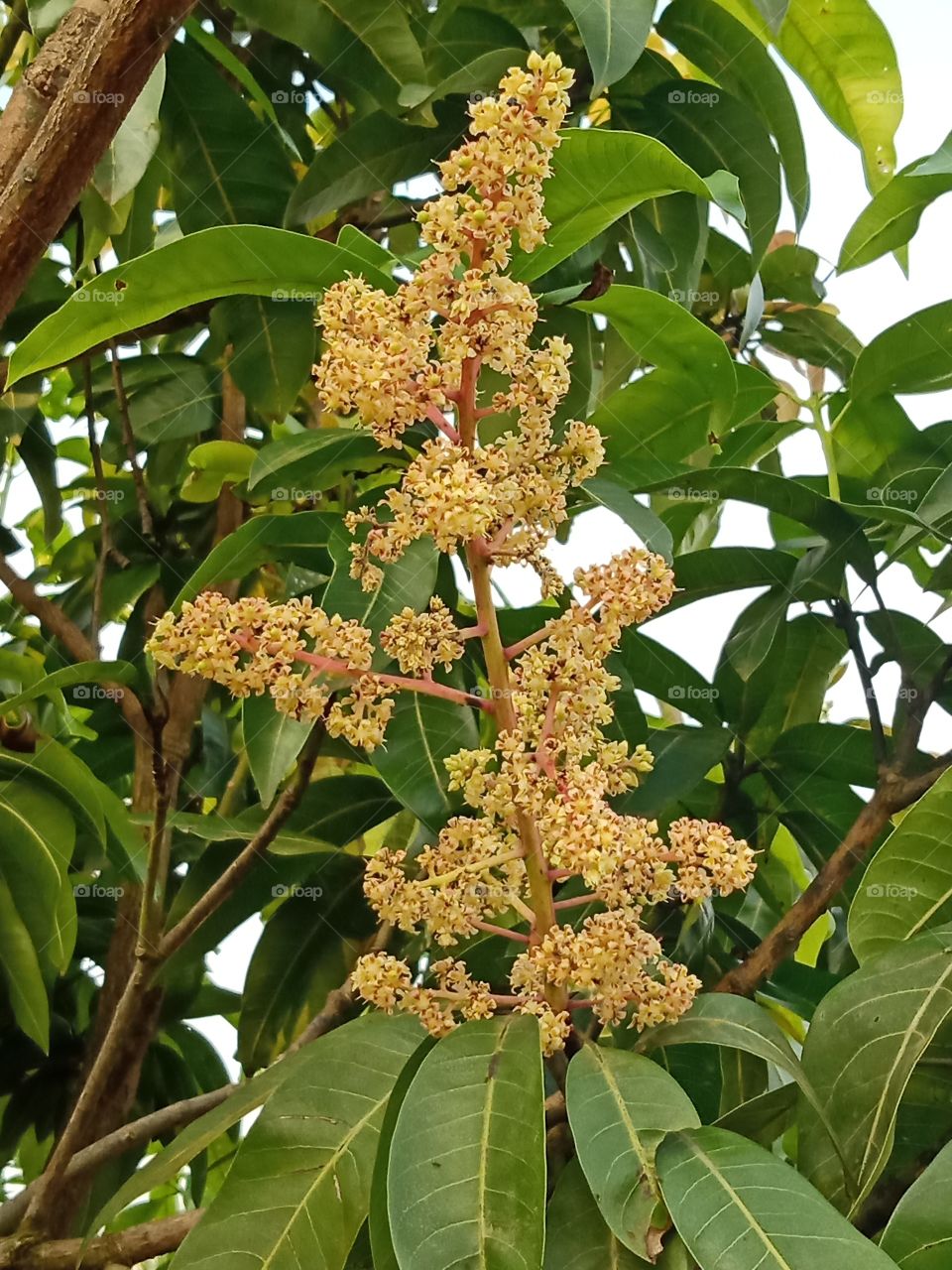 Mango Flower