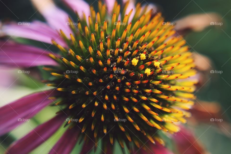 Extreme close-up of flower