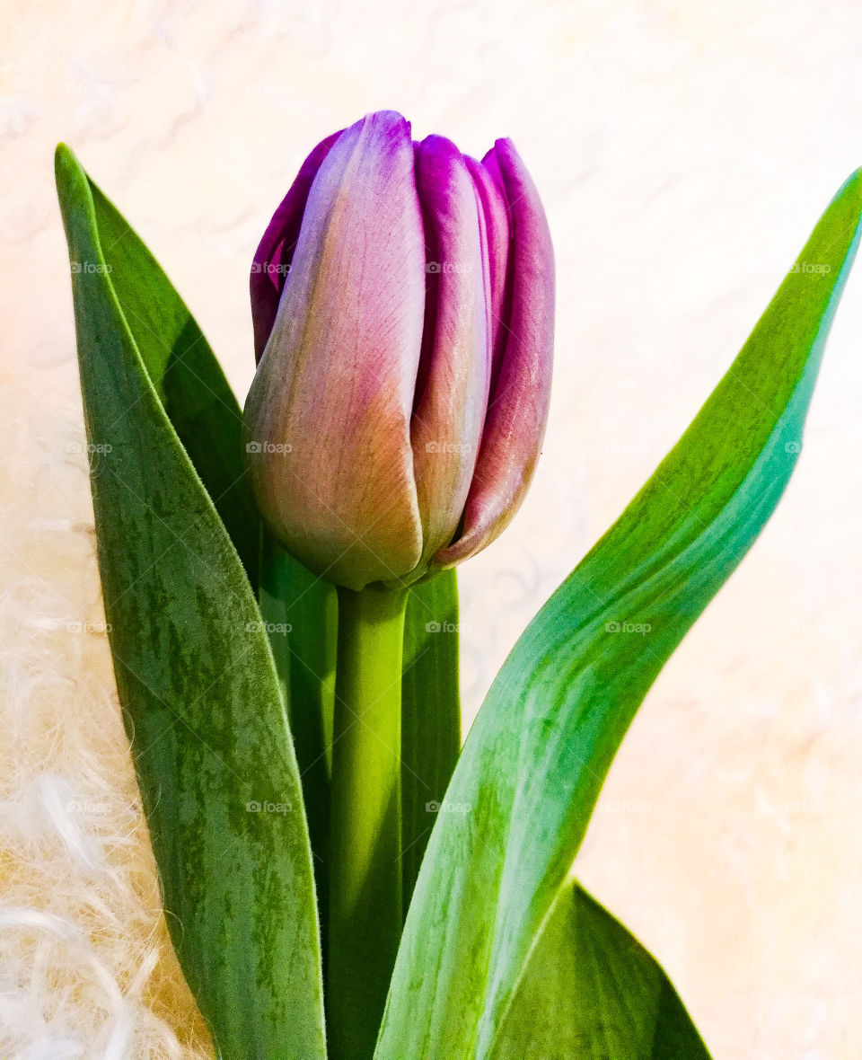 Nature, No Person, Tulip, Flower, Easter