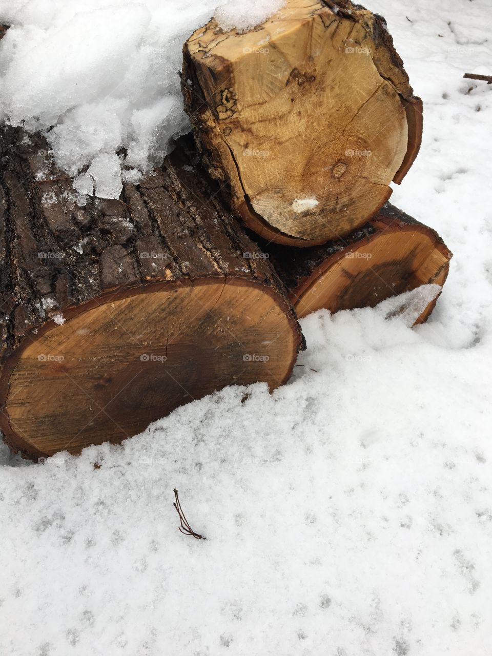 Tree logs in the snow