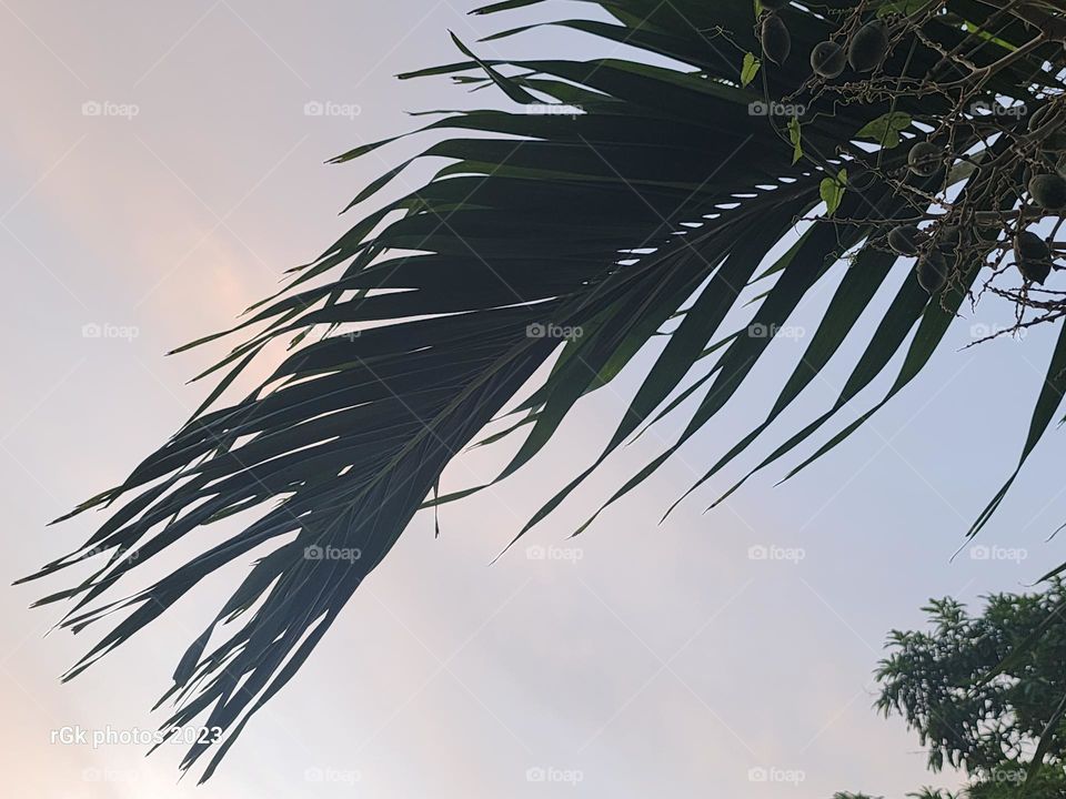 Palm in the sky view