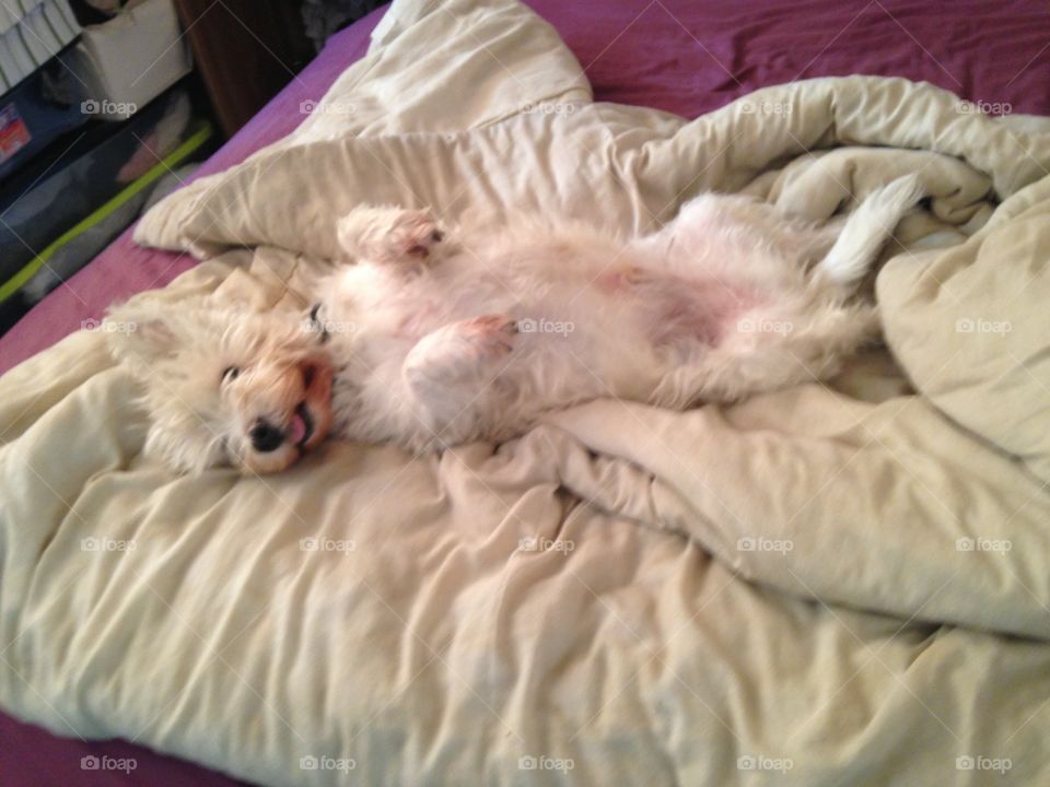 Family dog, spends a lot of time in bed, not necessarily  his own