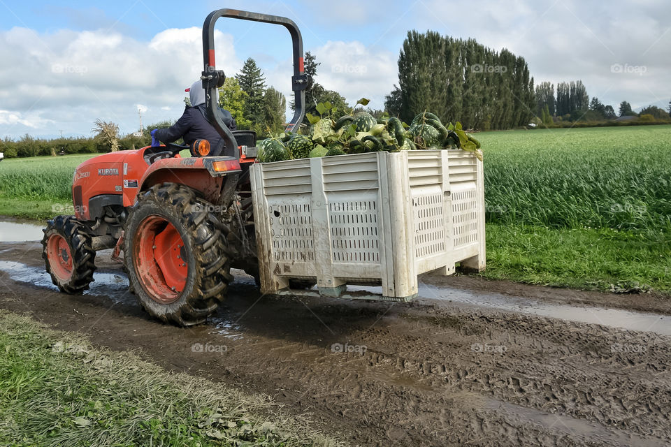 Harvest time