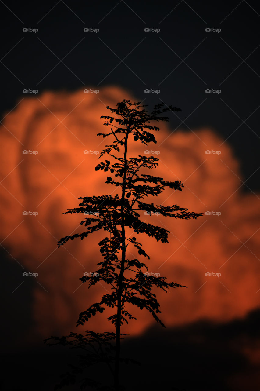 only a flexible tree can withstand an approaching thunder, the stiff one breaks