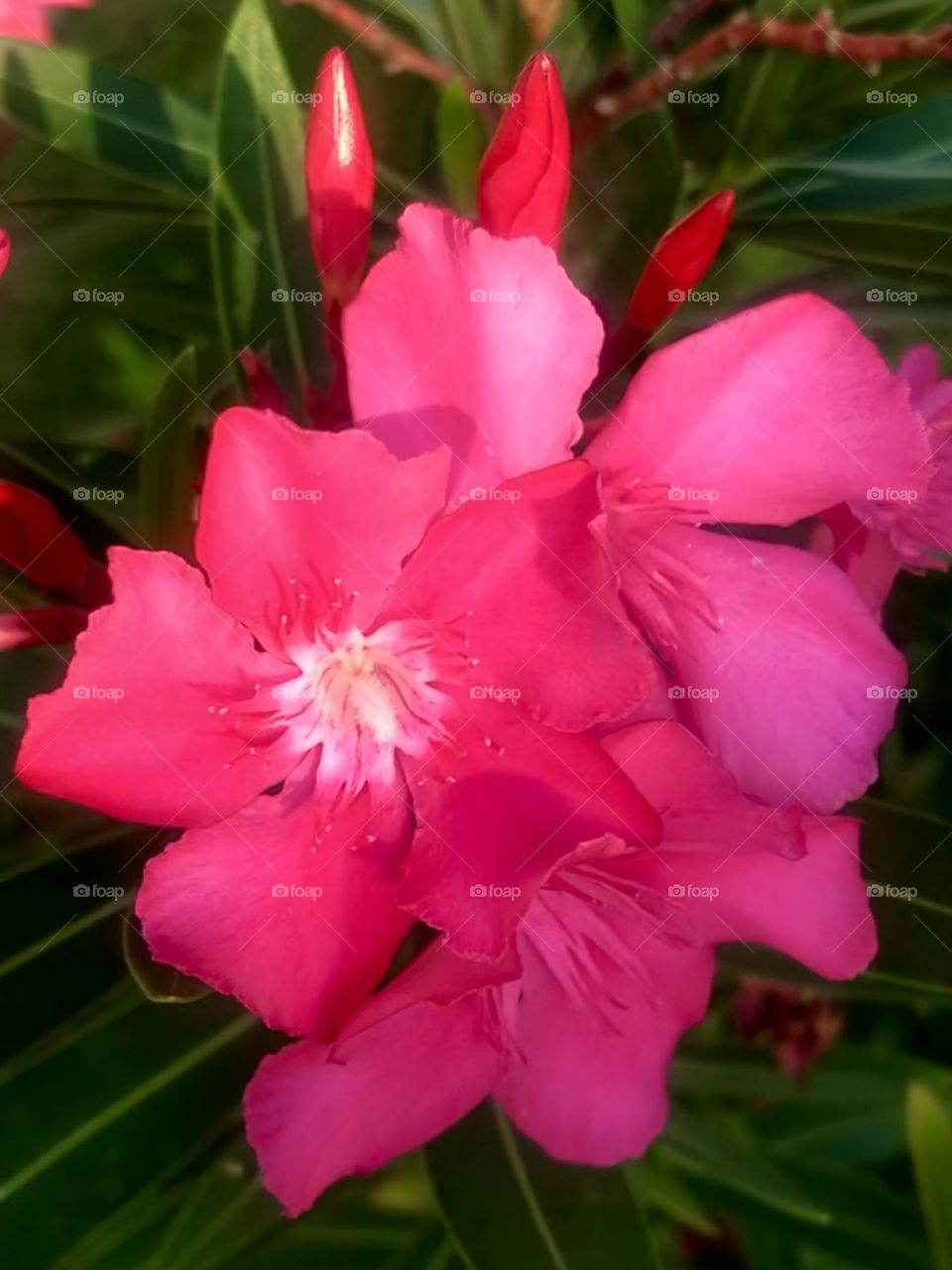 Pink oleanders growing down at bay house in Texas. 