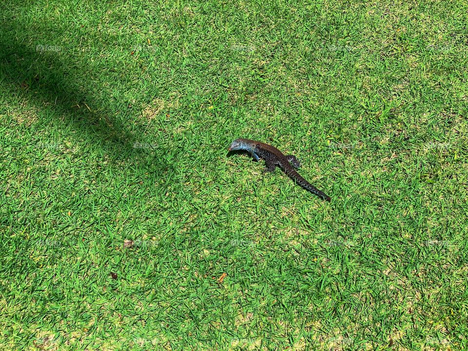 Lizard crawling against green grass