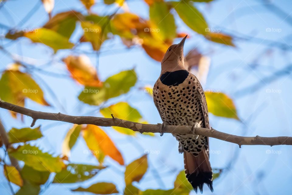 A northern flicker perches on a branch 