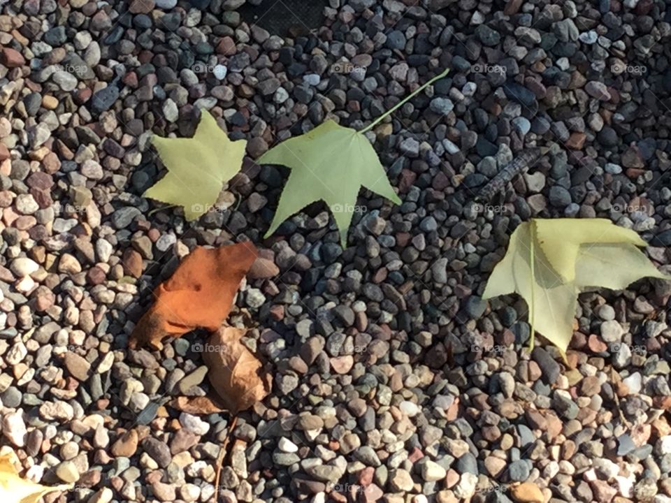 Early autumn leaves that have fallen and touched the pebble ground. 