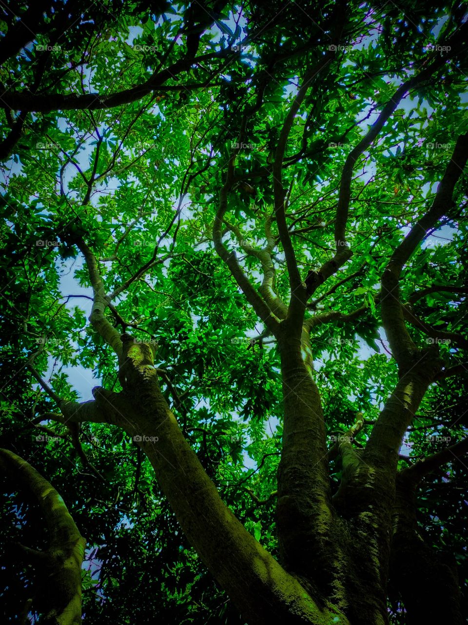 Lichi tree with green leafs