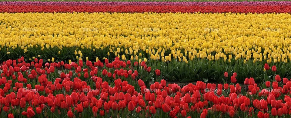 Foap Mission Editors Choice! Stunning Colorful Tulip Fields Of Washington State’s Skagit Valley Tulip Fields!