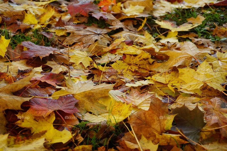 Autumn Leaves in South Park … beautiful rust, yellow and brown leaves piling up beneath the trees 🍃🍁🌿