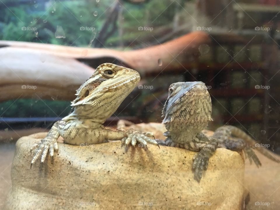 Cutest Pet in the World