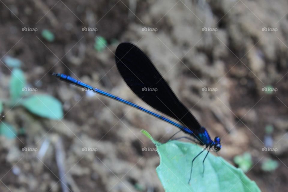 black-winged dragonfly with a blue body