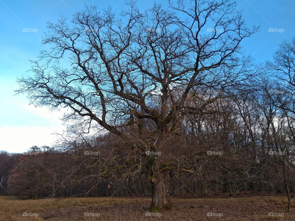 Old oak