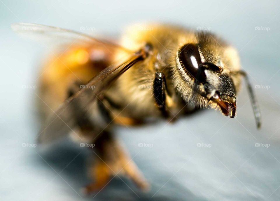 bee