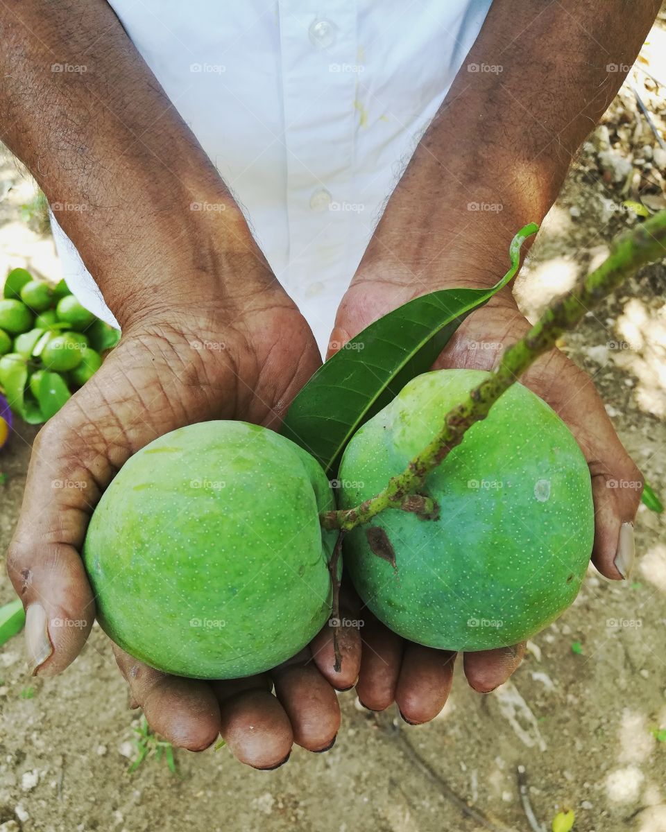 Man holding mangoes