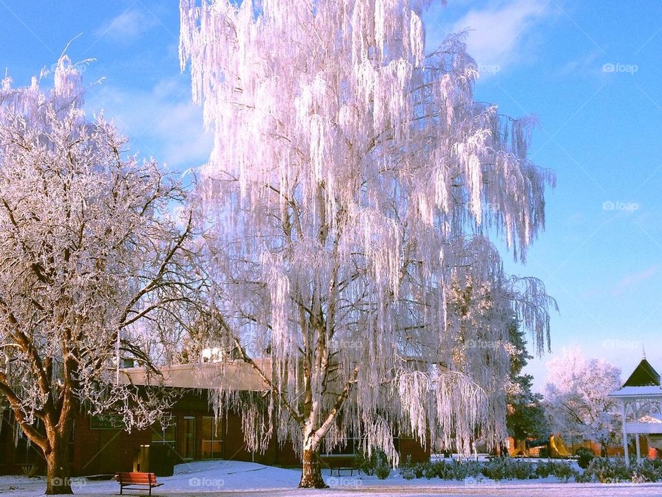 Frozen Tree