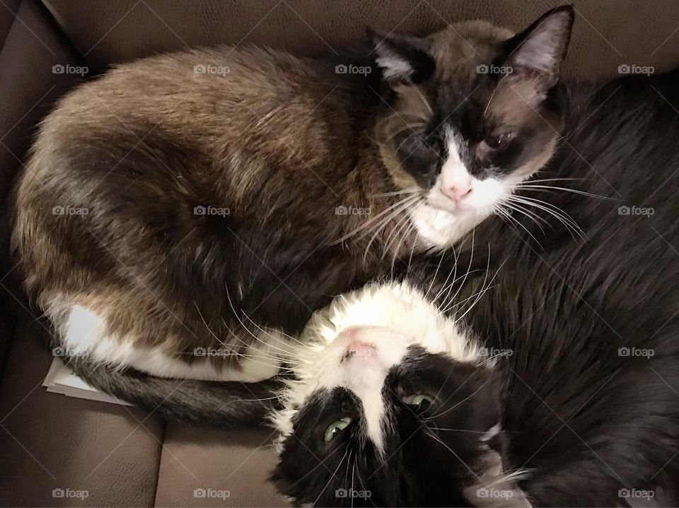 Two cat sitting on sofa