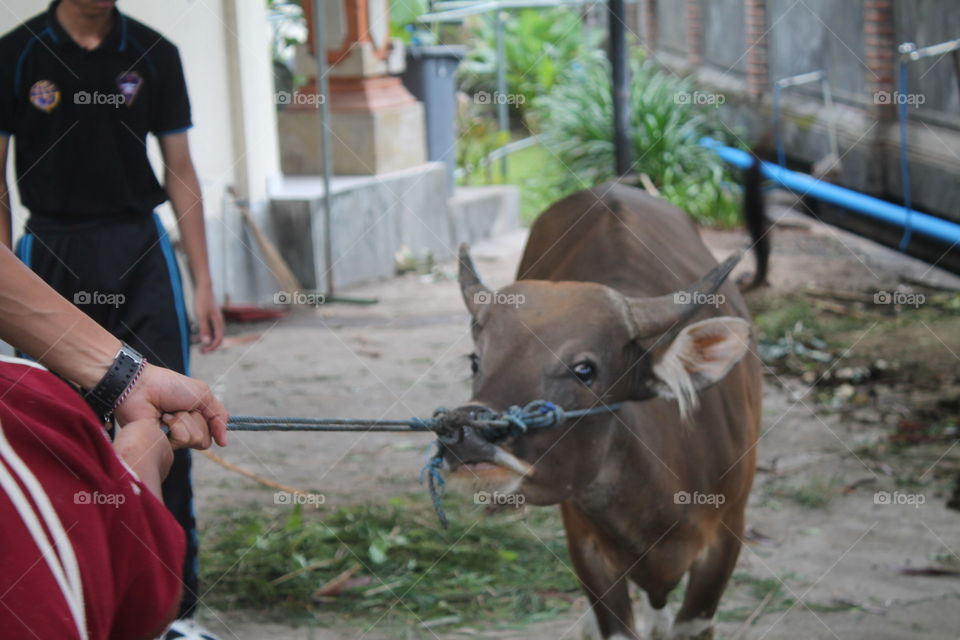 Cow ! Moooooooo🐮