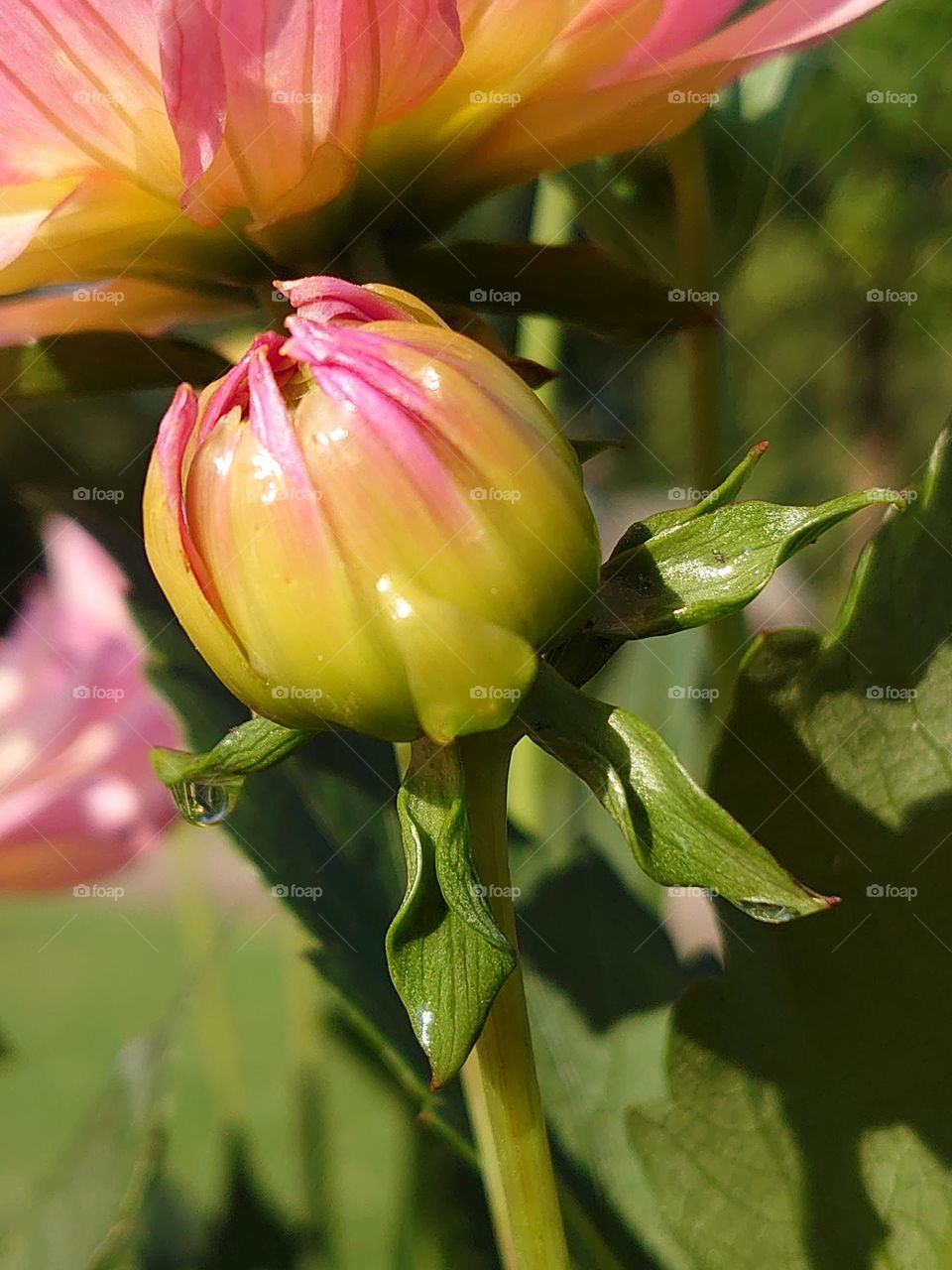 Dahlia in morningsun