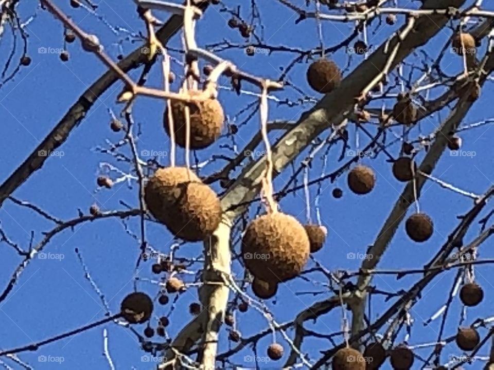 Tree producing in spring