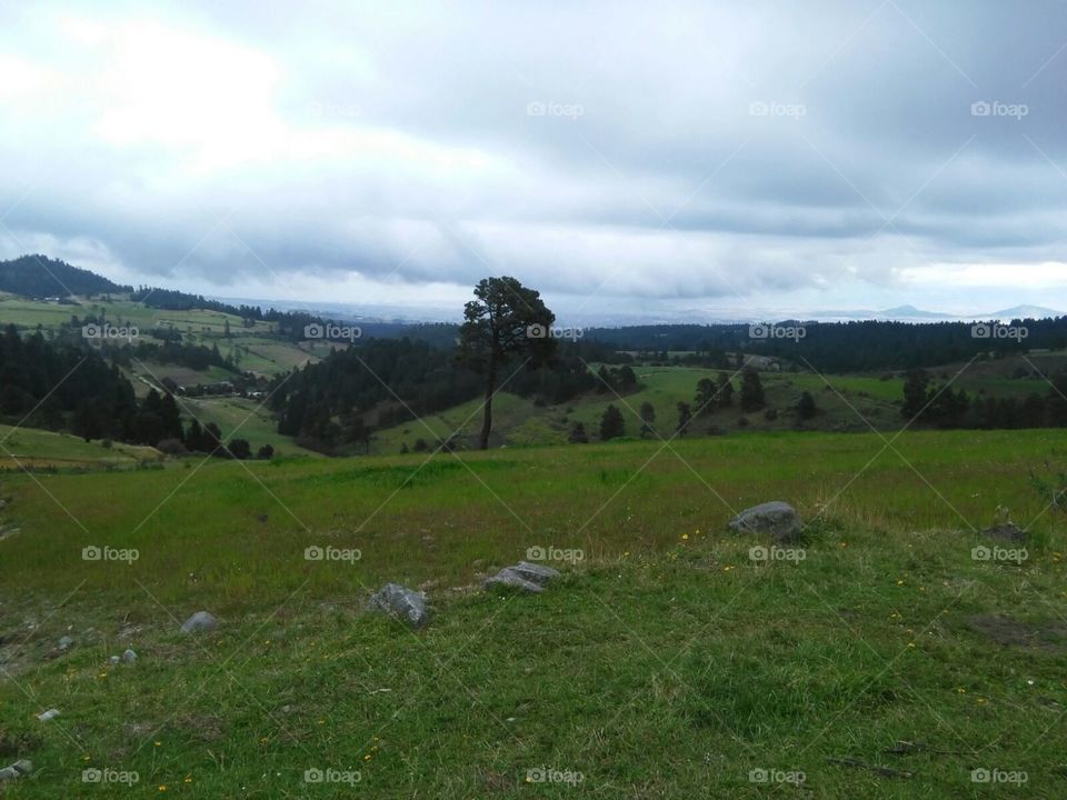 tocando las nubes con las ramas