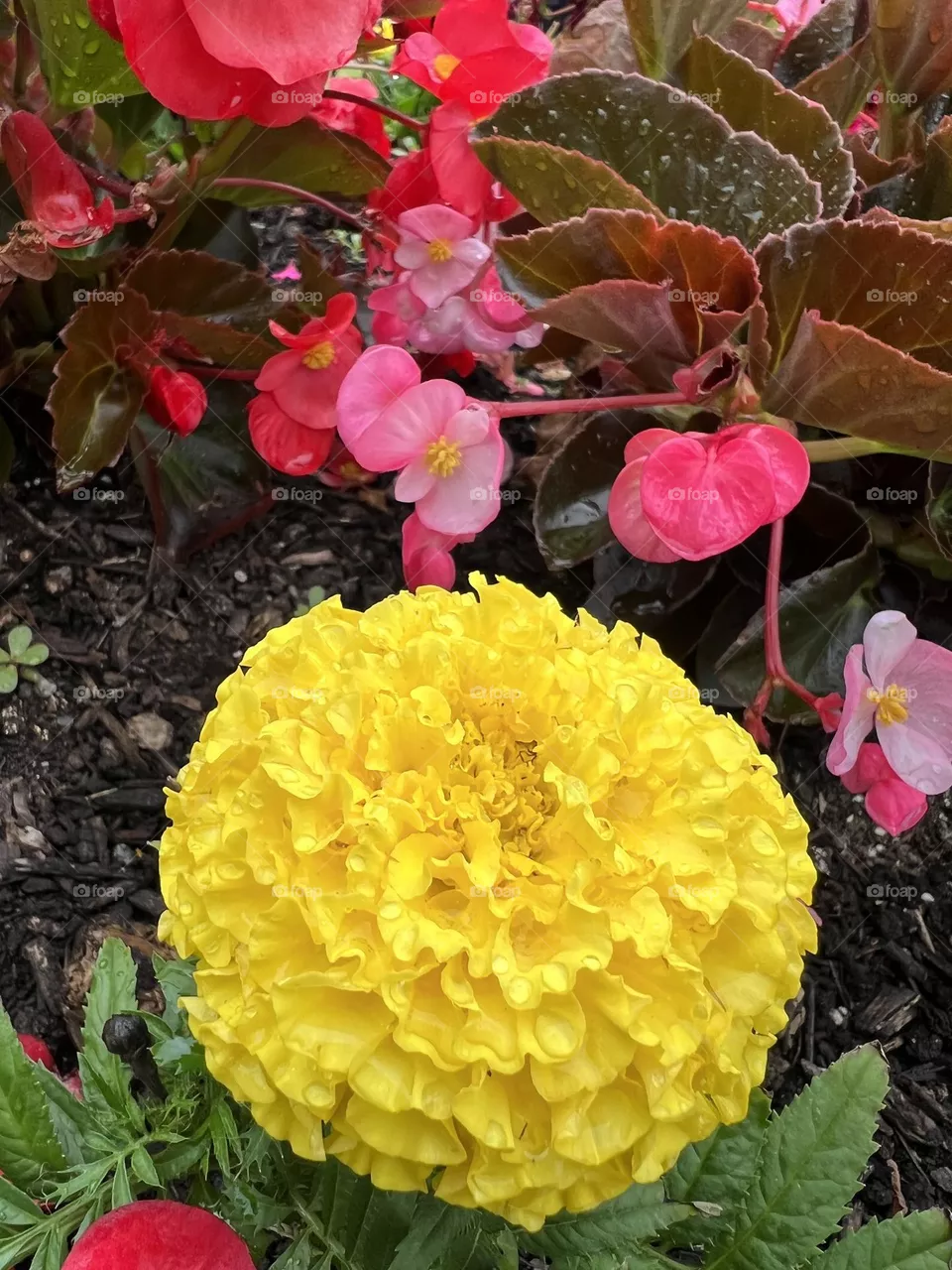 Yellow Marigold 