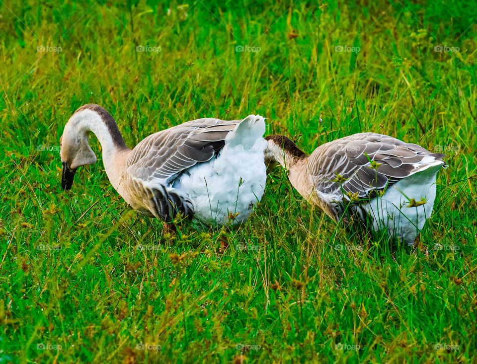 One little two little thread goose