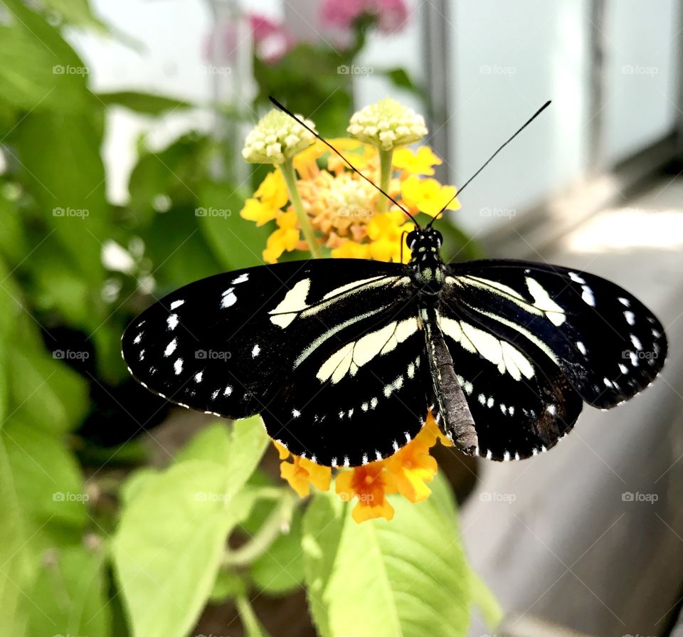 Black & White Butterfly