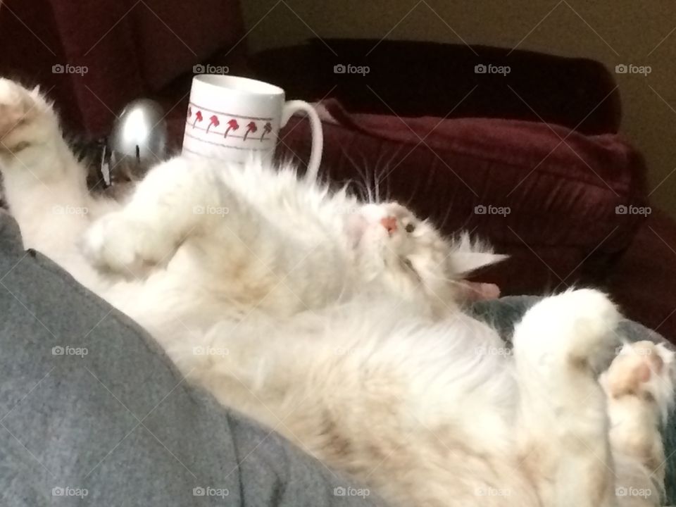 Falcon, not good with mornings...