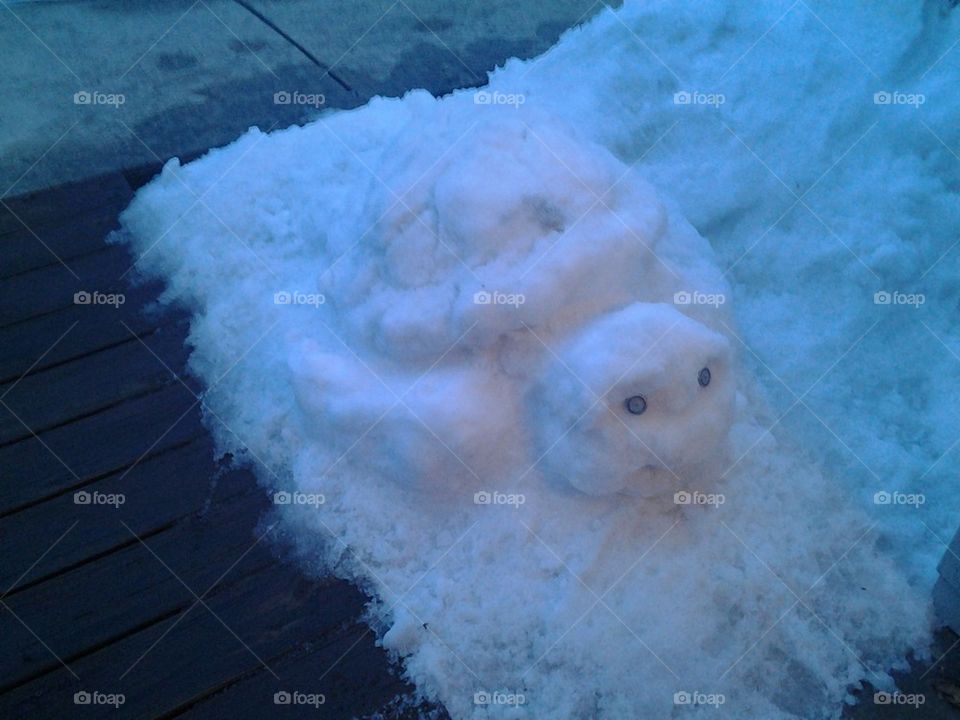 Snow Turtle!