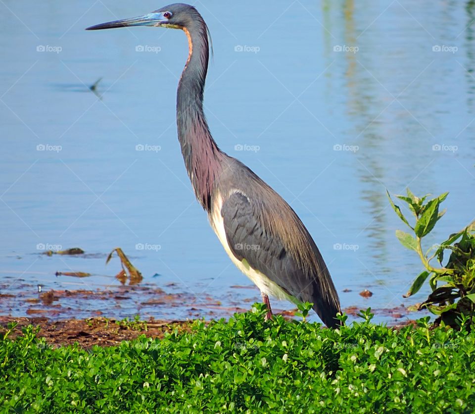 Tri-Colored Heron