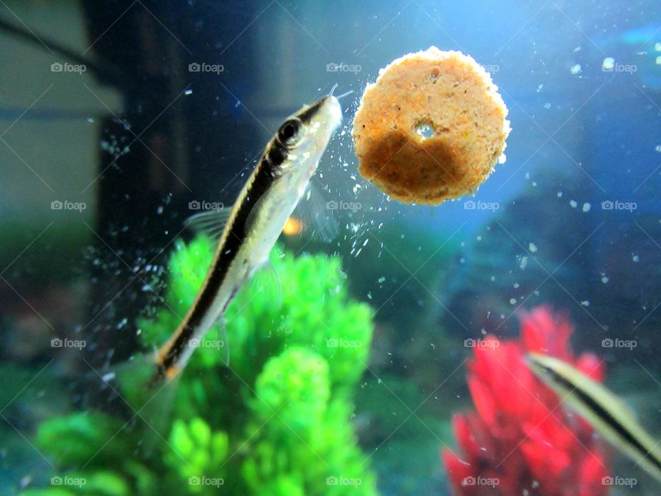 Tropical fish eating a tablet of food attached to the glass of the fish tank