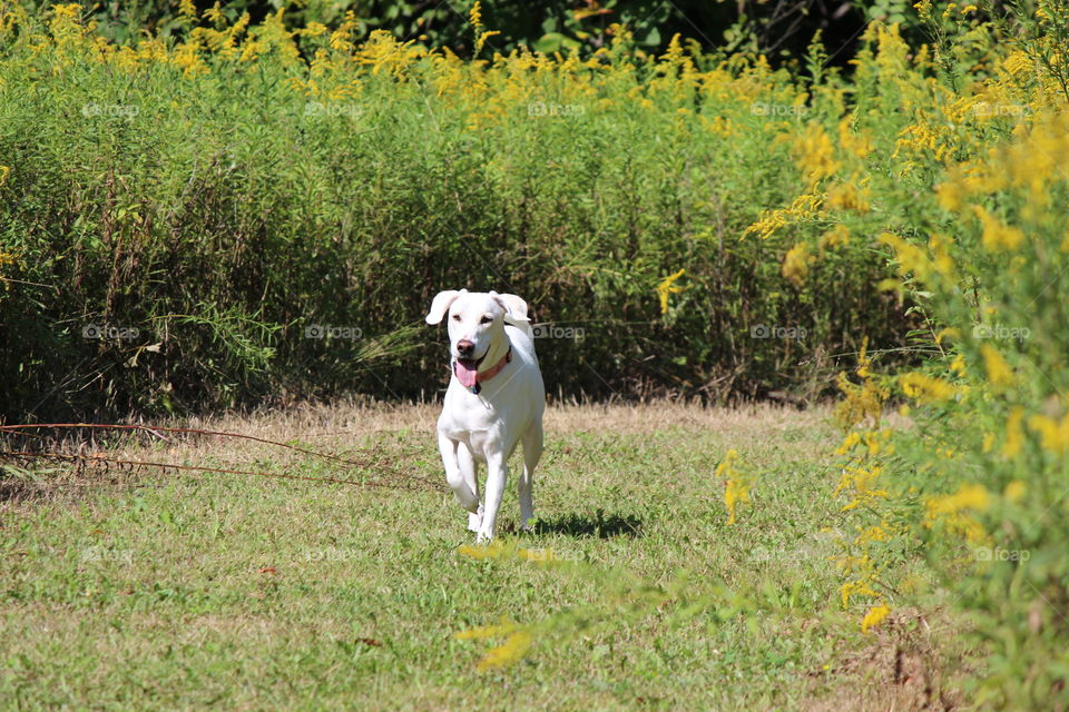 Elle, our adopted dog, out for an early morning walk on a hot summer day, golden rod in full bloom
