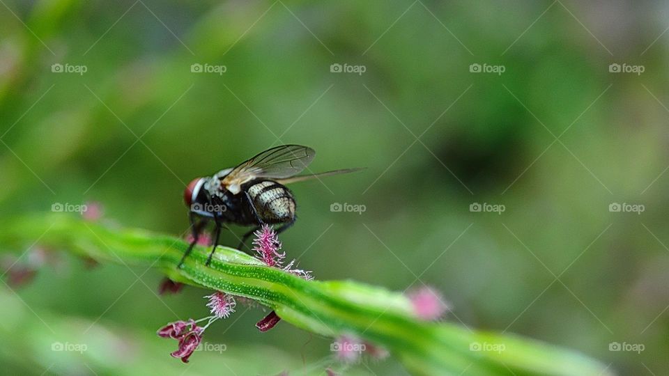 Fly drinking honey from a grass flower