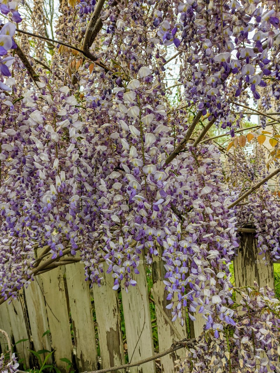 wisteria