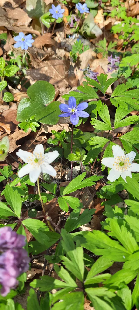 flowers