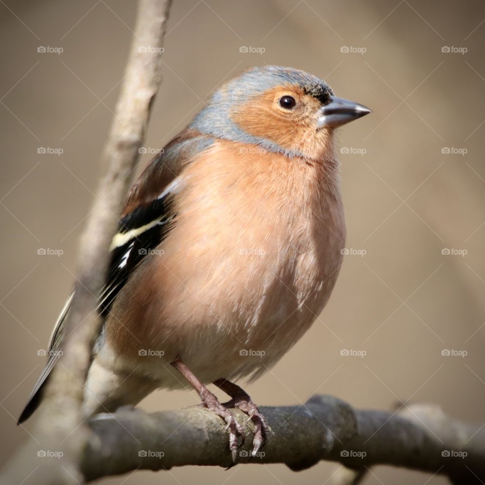 Chaffinch 