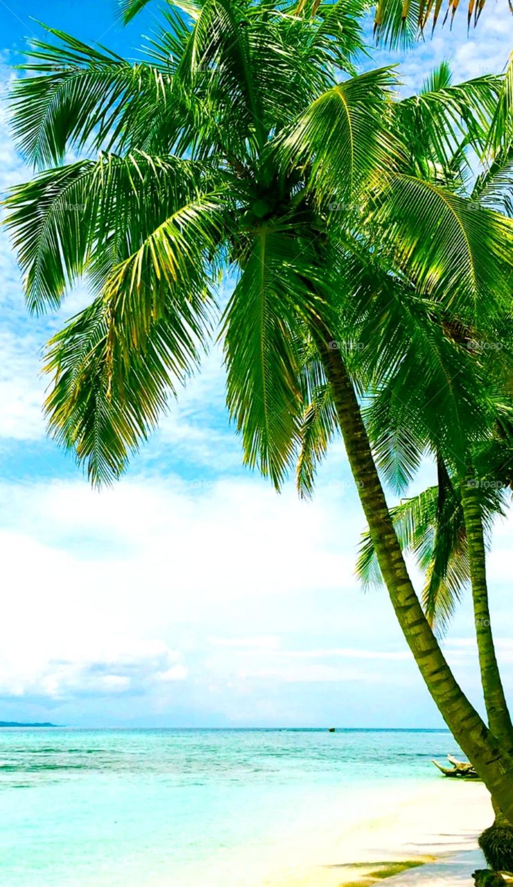seashore place looks so pretty, beautiful and silent place and so natural place so beautiful coconut tree