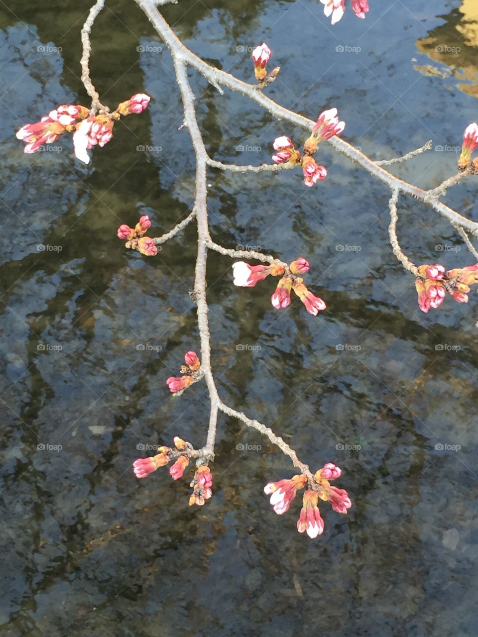 Branch flowers over river