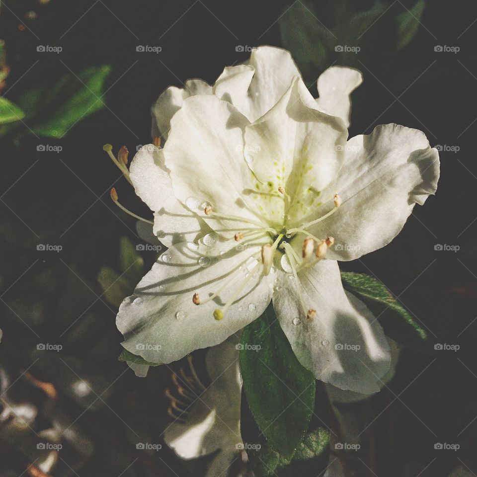 High angle view of flower