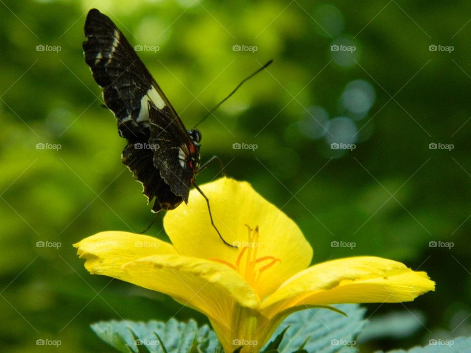Butterfly on yellow flower 