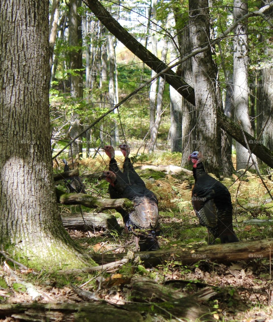 American Wild Turkeys Alert by my presence 