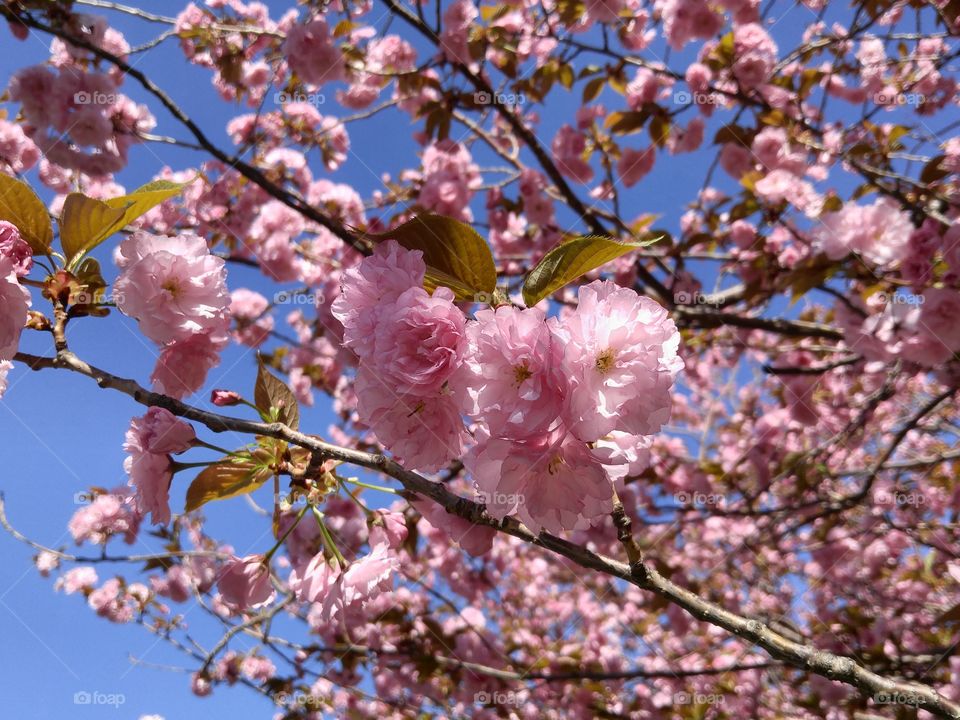 cherry blossom