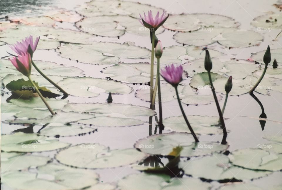 Water flowers  and lily pads