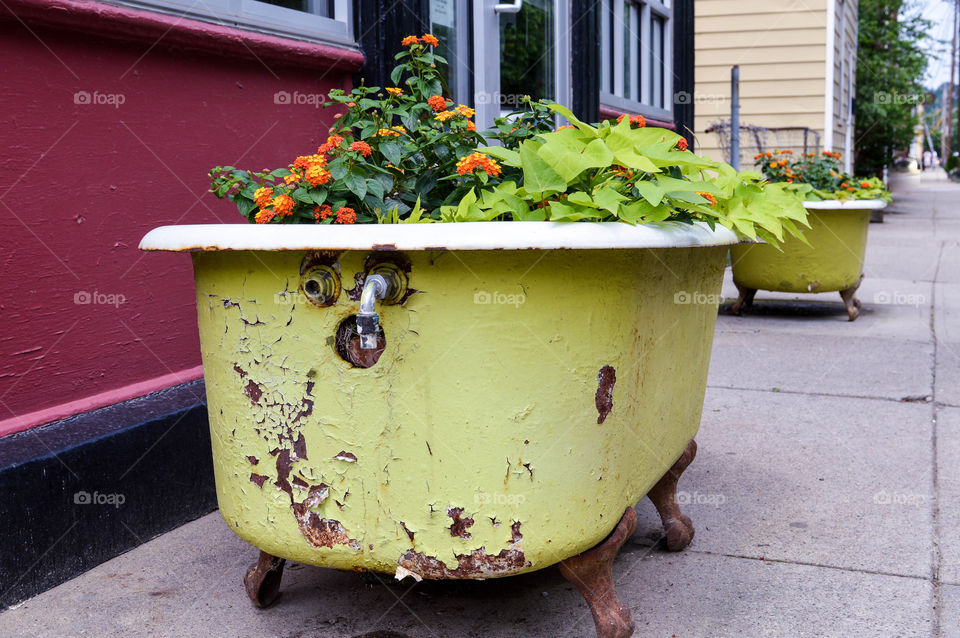 Bed of flowers planted in a vintage, rustic bathtub outdoors in an urban setting