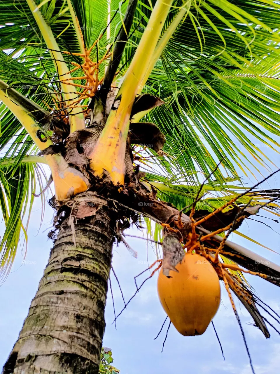 coconut tree