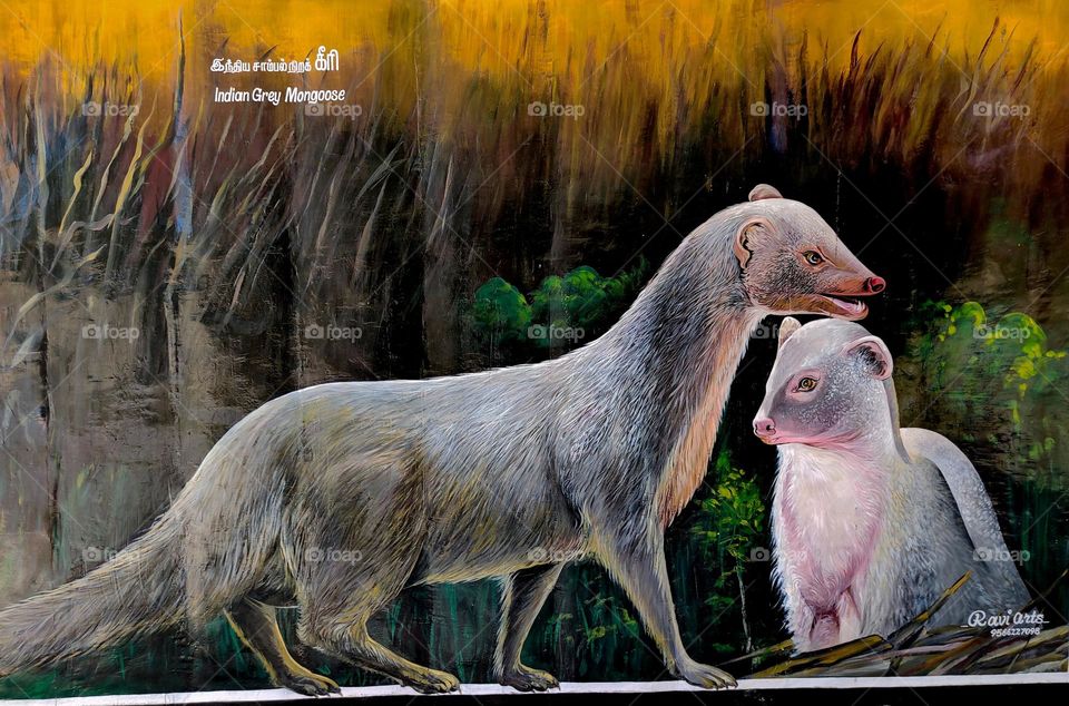 Indian grey mangoose