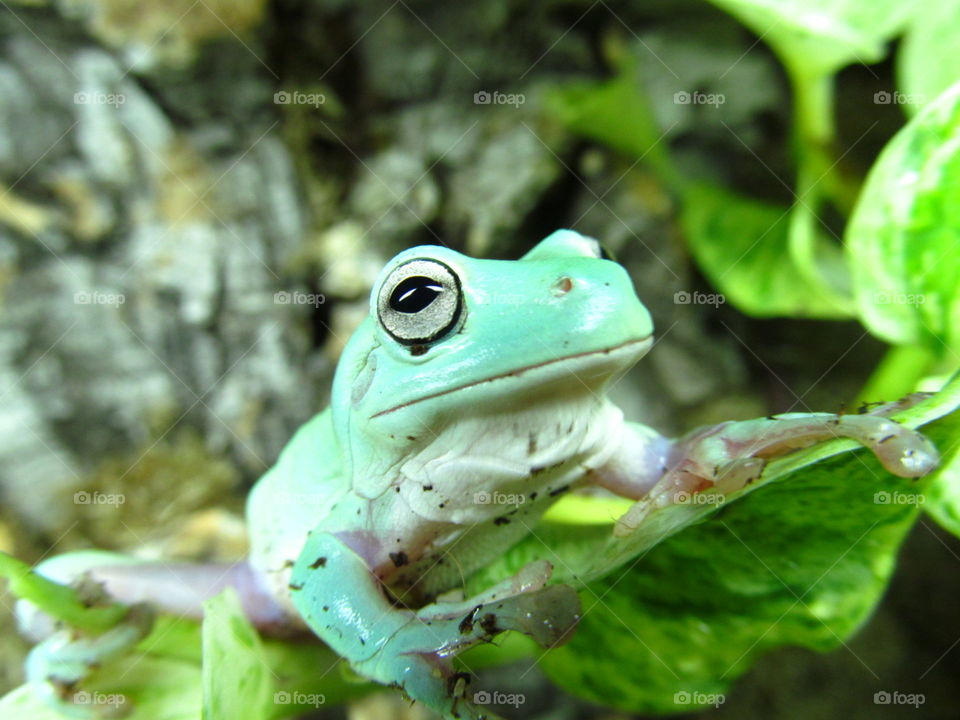 Frog with big eyes